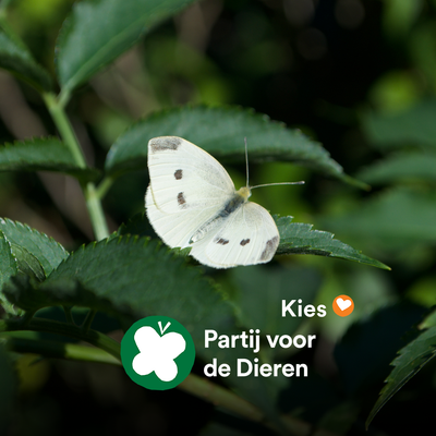 avatar of marliesdevet