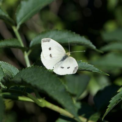 avatar of marliesdevet